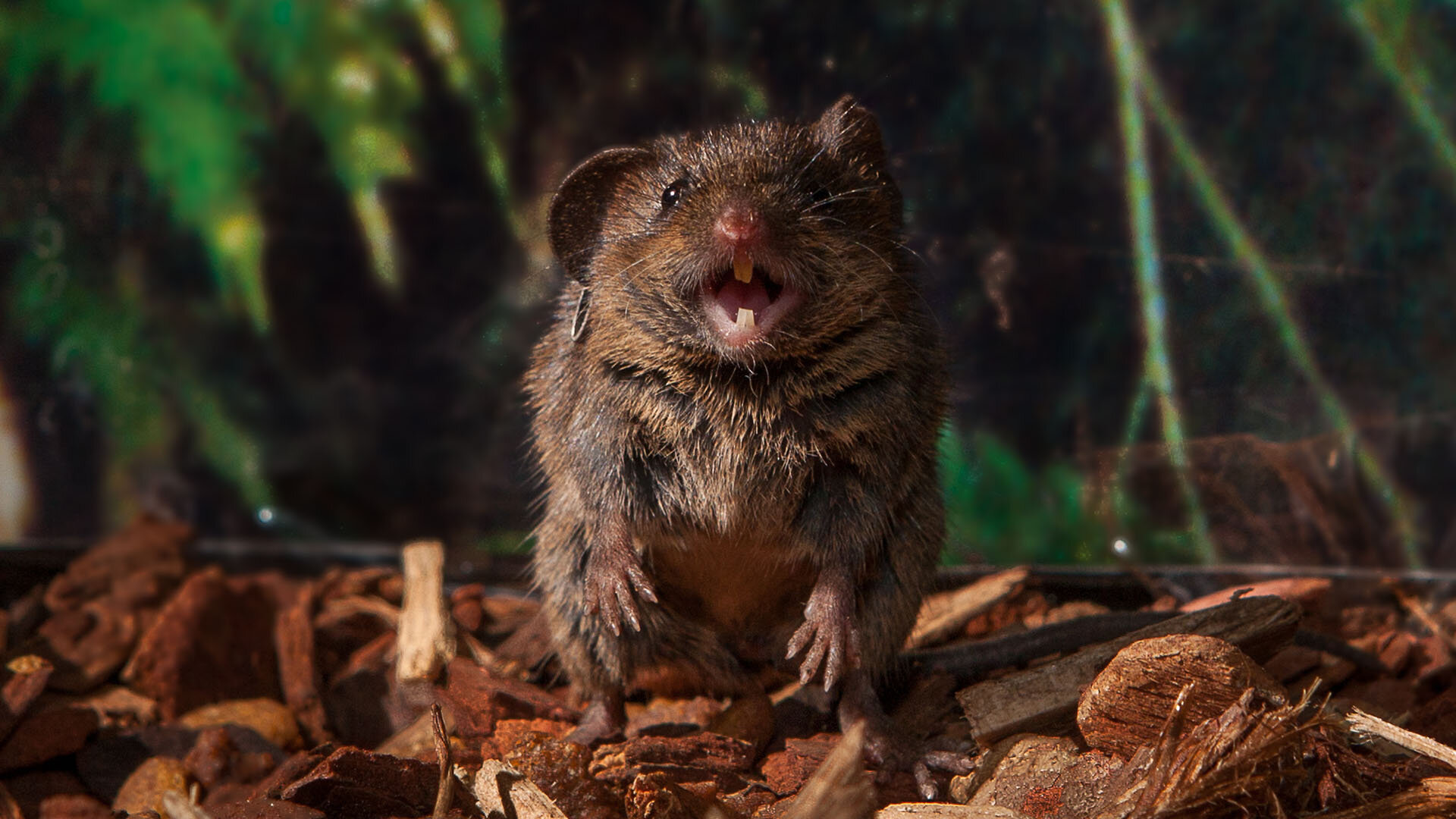 Featured image for "Unraveling the Brain's Perception of Time Through Singing Mice"