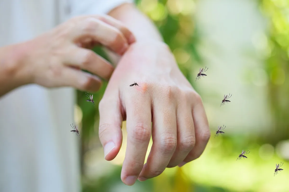 Expert Tips for Mosquito-Free Summer: Plants, Prevention, and Fighting Back.