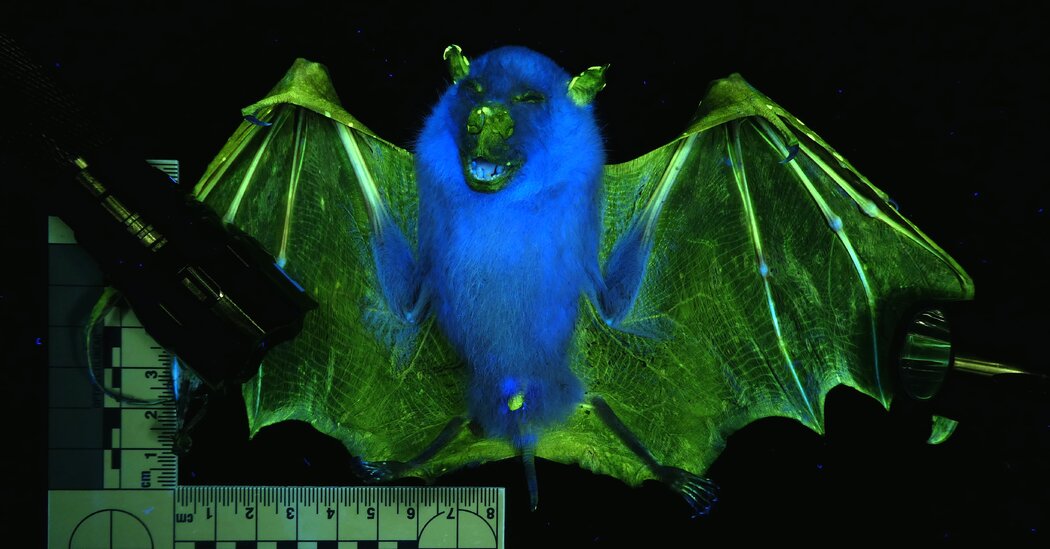 Featured image for Unveiling the Hidden Glow of Mammals