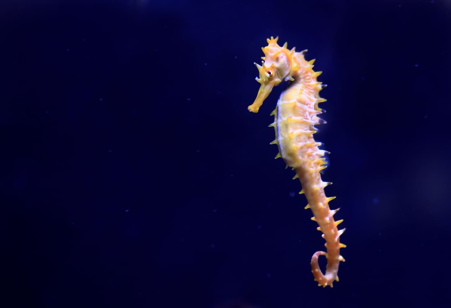 "Volunteer Citizen-Scientists Boost Sea Horse Research"