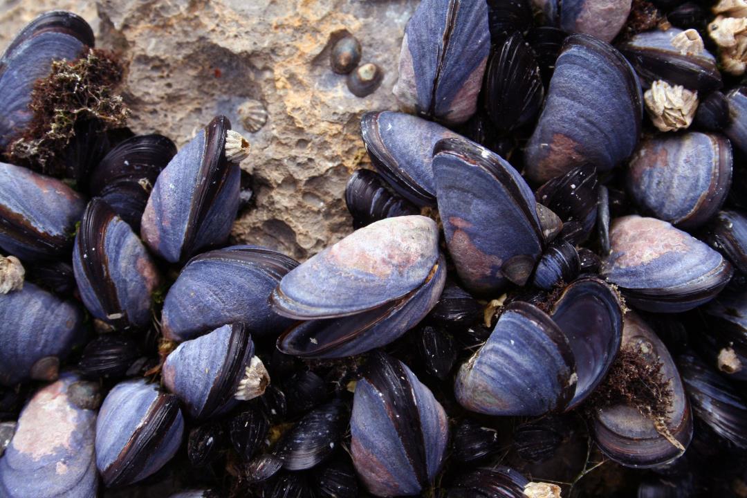 Mussels as Microplastic Cleaners in the Ocean.