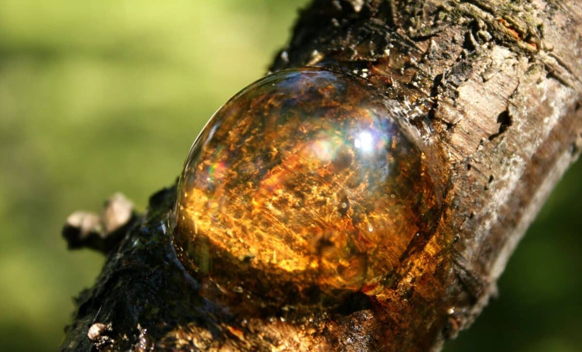 Featured image for Ancient Insect in Amber Reveals Mysterious Growth on Its Head