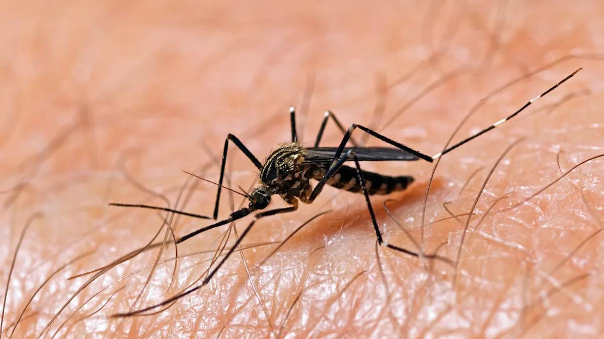 Featured image for US Faces Surge in Potentially Severe Mosquito-Borne Virus