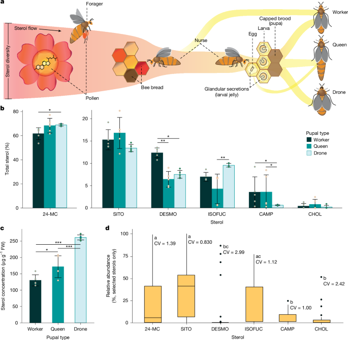 Featured image for Engineered Yeast Boosts Honeybee Reproduction and Colony Health