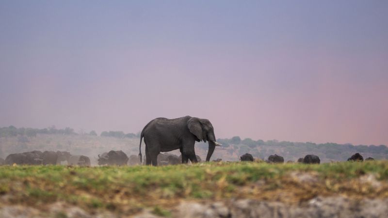 Featured image for Botswana's Threat to Send 20,000 Elephants to Germany in Trophy Hunting Dispute