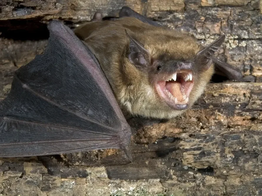 Featured image for Rising Rabies Cases in Southern California Bats Prompt Health Warnings