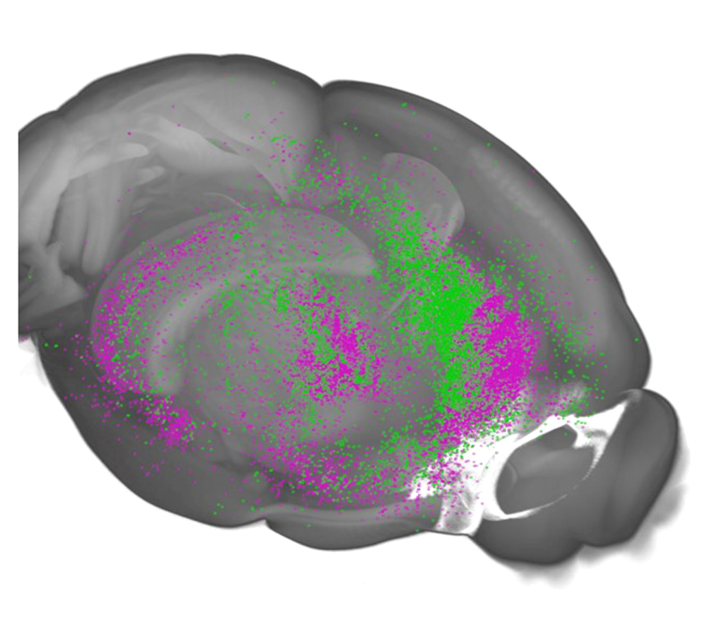 "Brain Hub's Key Role in Learned Response to Threats Identified by Researchers"