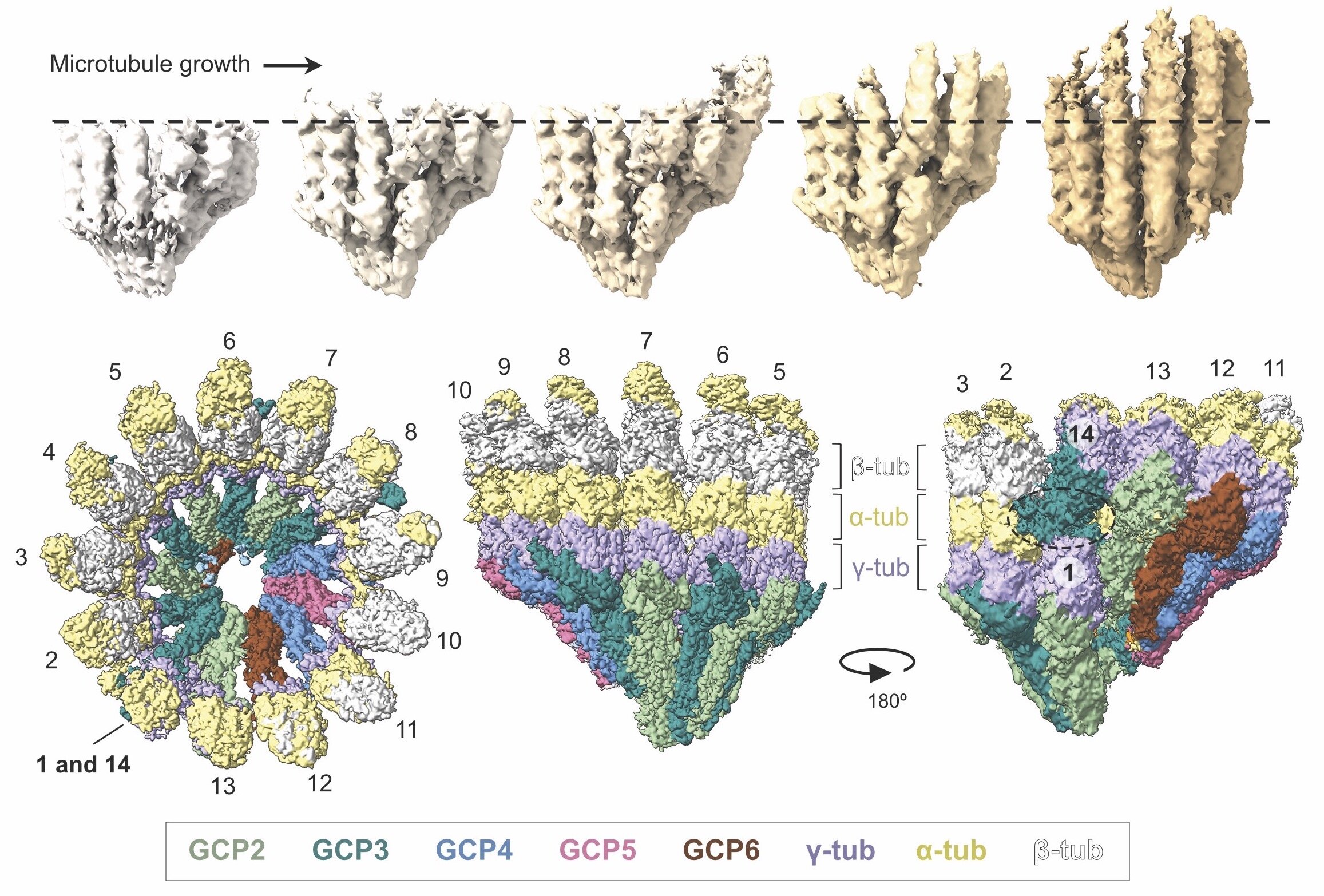 Featured image for "Capturing the Construction: Unveiling the Molecular Highways of Cell Division"