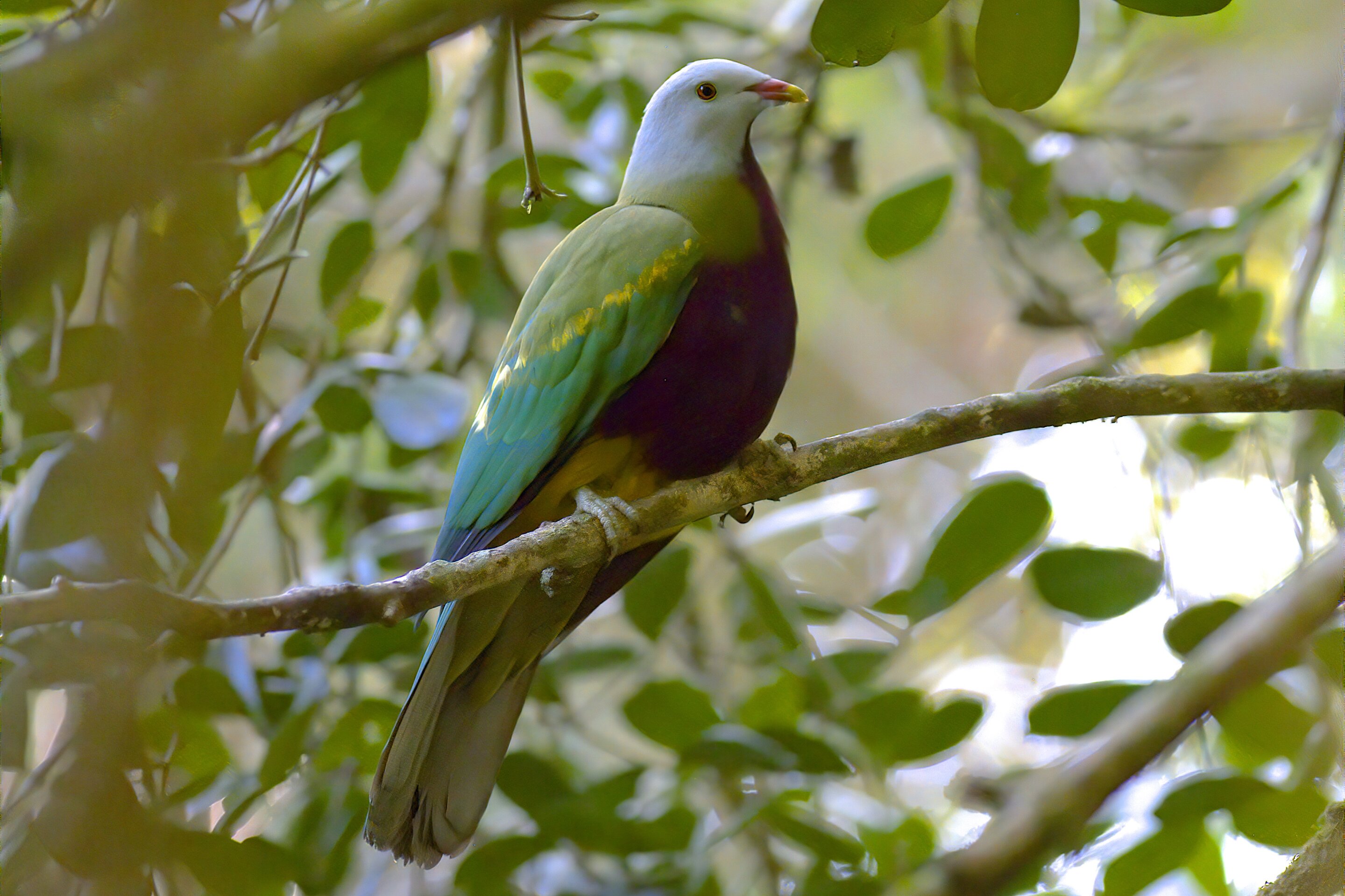 Featured image for "Revolutionizing Bird Evolution: Unveiling the New 'Tree of Life'"