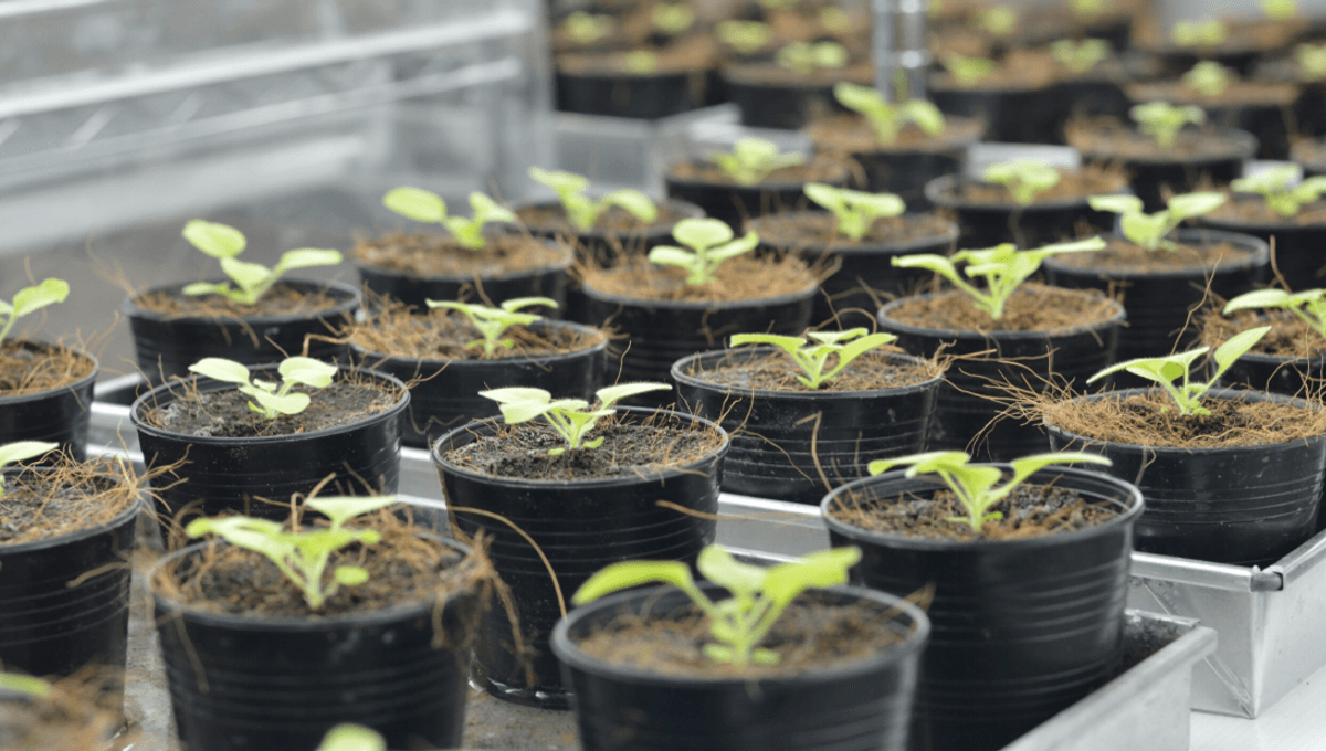 Featured image for Harnessing Communication: Talking to Plants Through Light