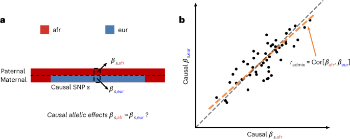 Featured image for Genetic correlations consistent across continental ancestries in admixed individuals.