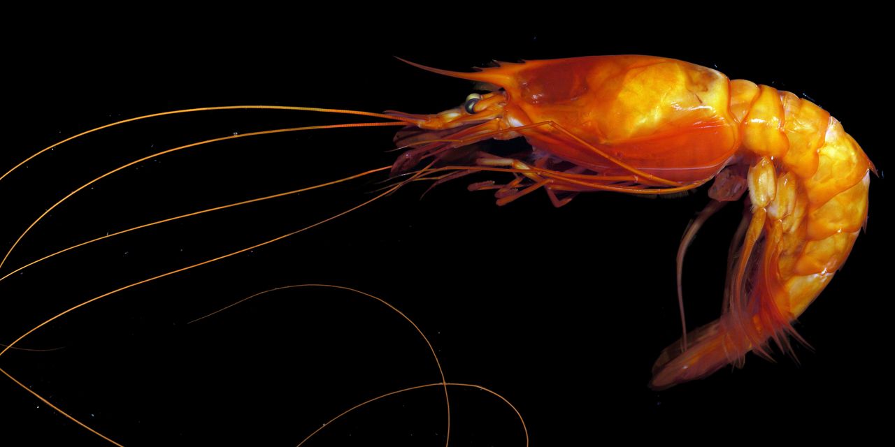 Deep-sea mining uncovers thousands of new species, but at what cost?