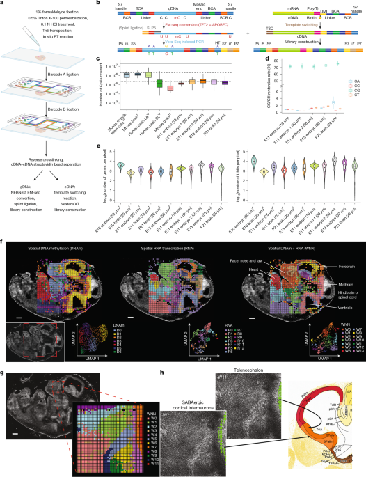 Featured image for Integrated Spatial Profiling of DNA Methylation and Gene Expression in Tissues