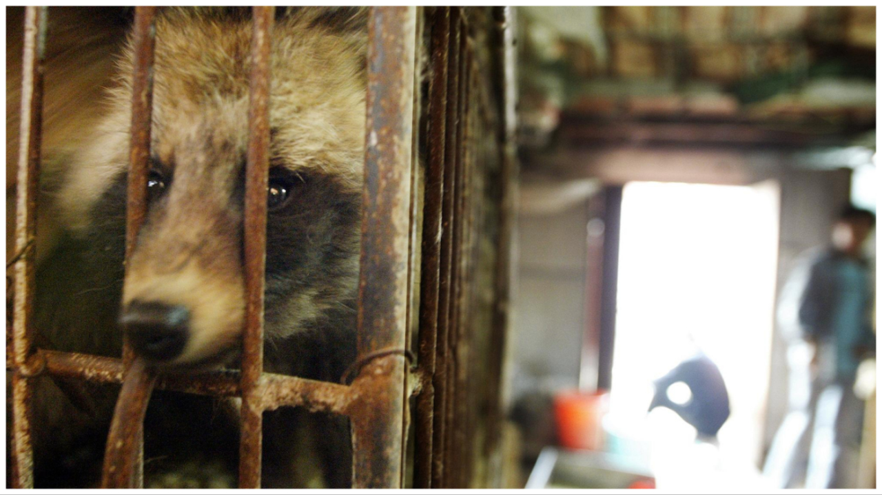 Featured image for Wuhan Raccoon Dogs Identified as Possible COVID-19 Origin