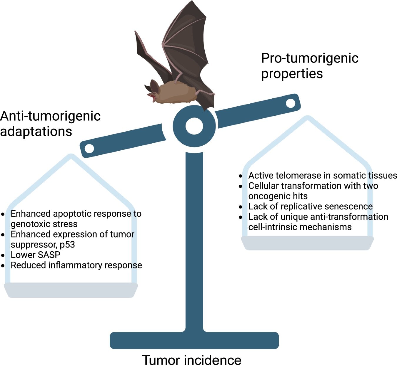 Featured image for Researchers Find Genes and Immunity Protect Bats from Cancer