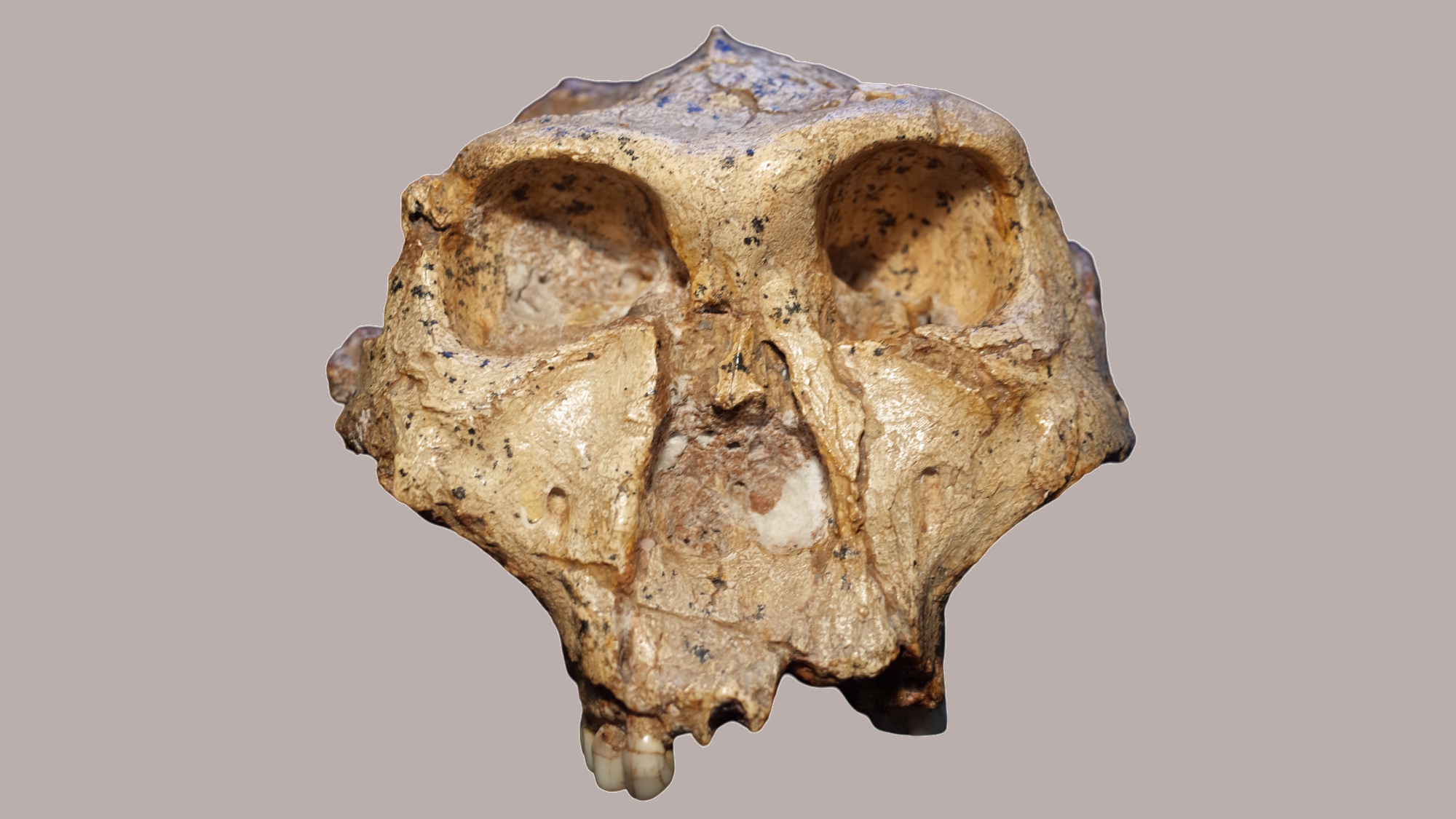 Featured image for Ancient Teeth Reveal New Insights into Human Evolution