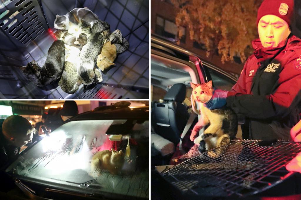 NYPD Officers Save 21 Cats Locked in NYC Van