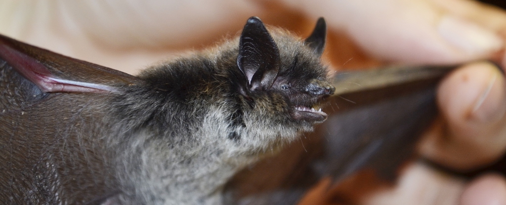 Featured image for Scientists Uncover How Bats Prevent Cancer