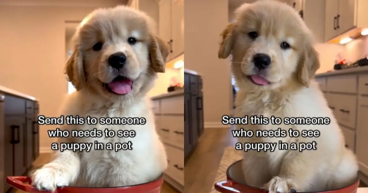 Featured image for Adorable Golden Retriever Puppy in a Pot Will Make Your Day