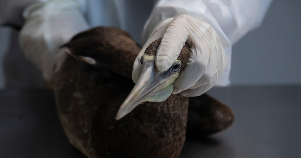 Avian Influenza Spreads Across South America, Threatening Antarctica.