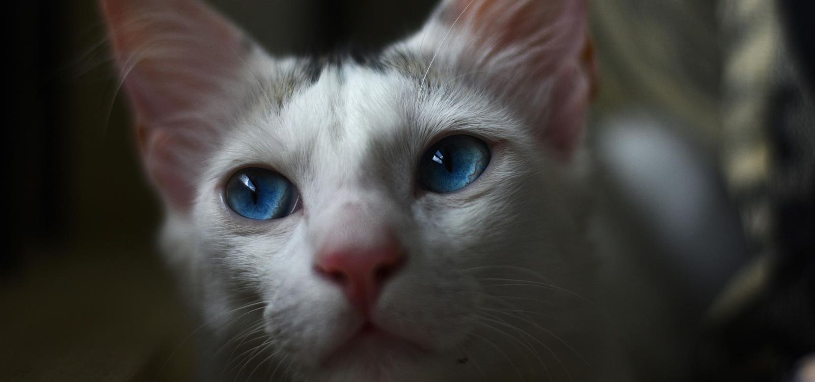 "House Cat's Arrival in 1894 Led to Species Extinction on Remote Island"