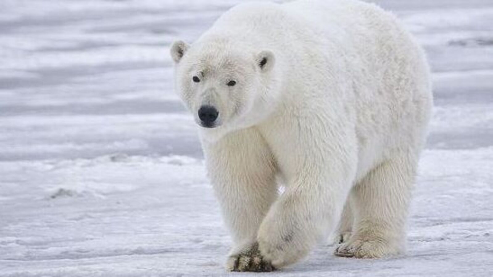 Featured image for "Polar Bear Fatality Marks H5N1 Bird Flu's Global Reach"