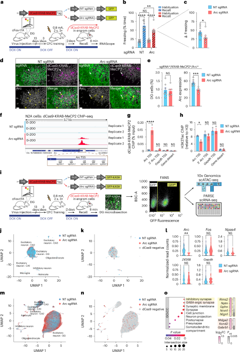 Featured image for Epigenetic Techniques to Control Memory Activation in Neurons