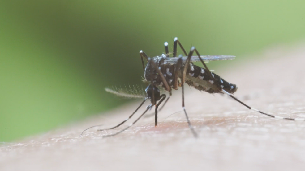 Featured image for Mosquito-borne EEE virus spreads to Michigan and Alabama