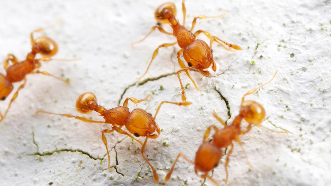 Invasive foreign ants taking over Florida's ecosystems, study finds.