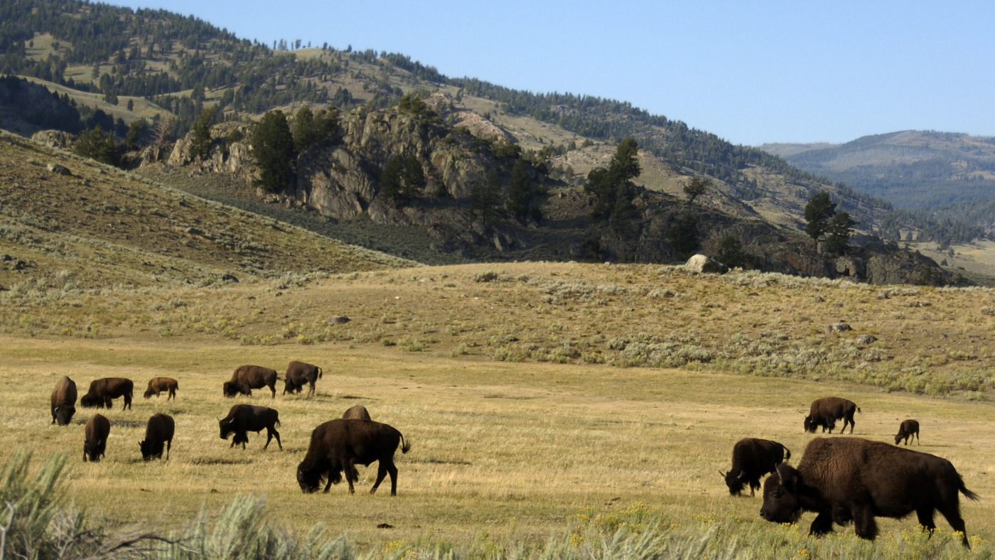 83-Year-Old Woman Gored by Bison at Yellowstone