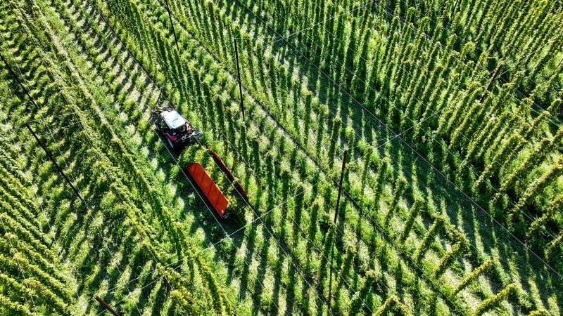 Featured image for Bitter Brew: Climate Crisis Threatens the Taste and Cost of Beer