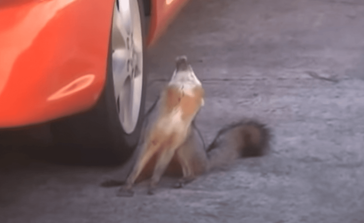 Rampaging Rabid Fox Terrifies Georgia Residents