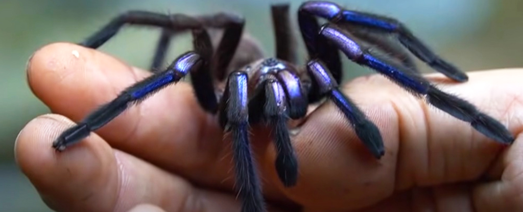 Featured image for "Discover the Mesmerizing Electric-Blue Tarantula: A Stunning New Species"