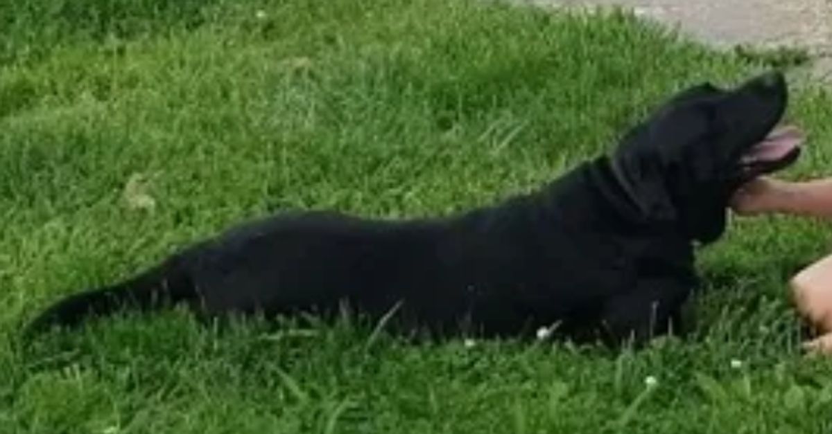 Featured image for Indianapolis Man Cleared of Charges in Shooting of Child's Service Dog