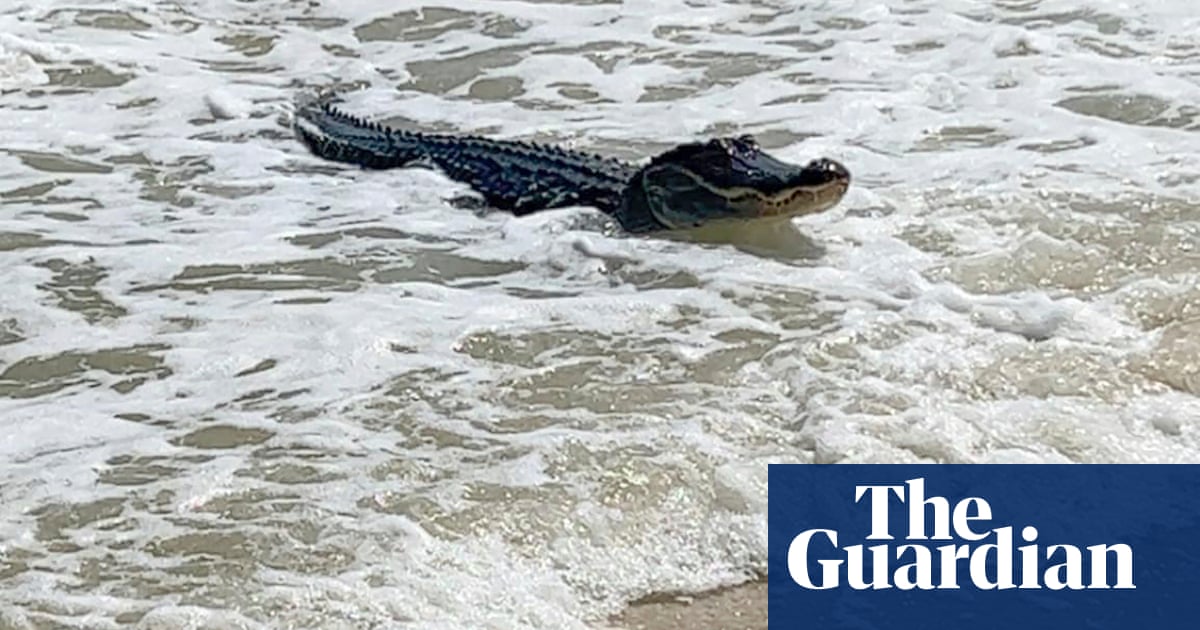 Unusual Alligator Sightings at Alabama Beaches