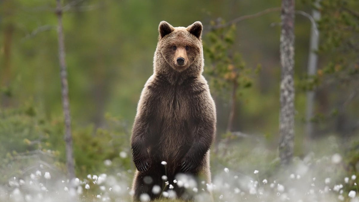 Featured image for Beware: Bears Love Soda and Unlocked Cars