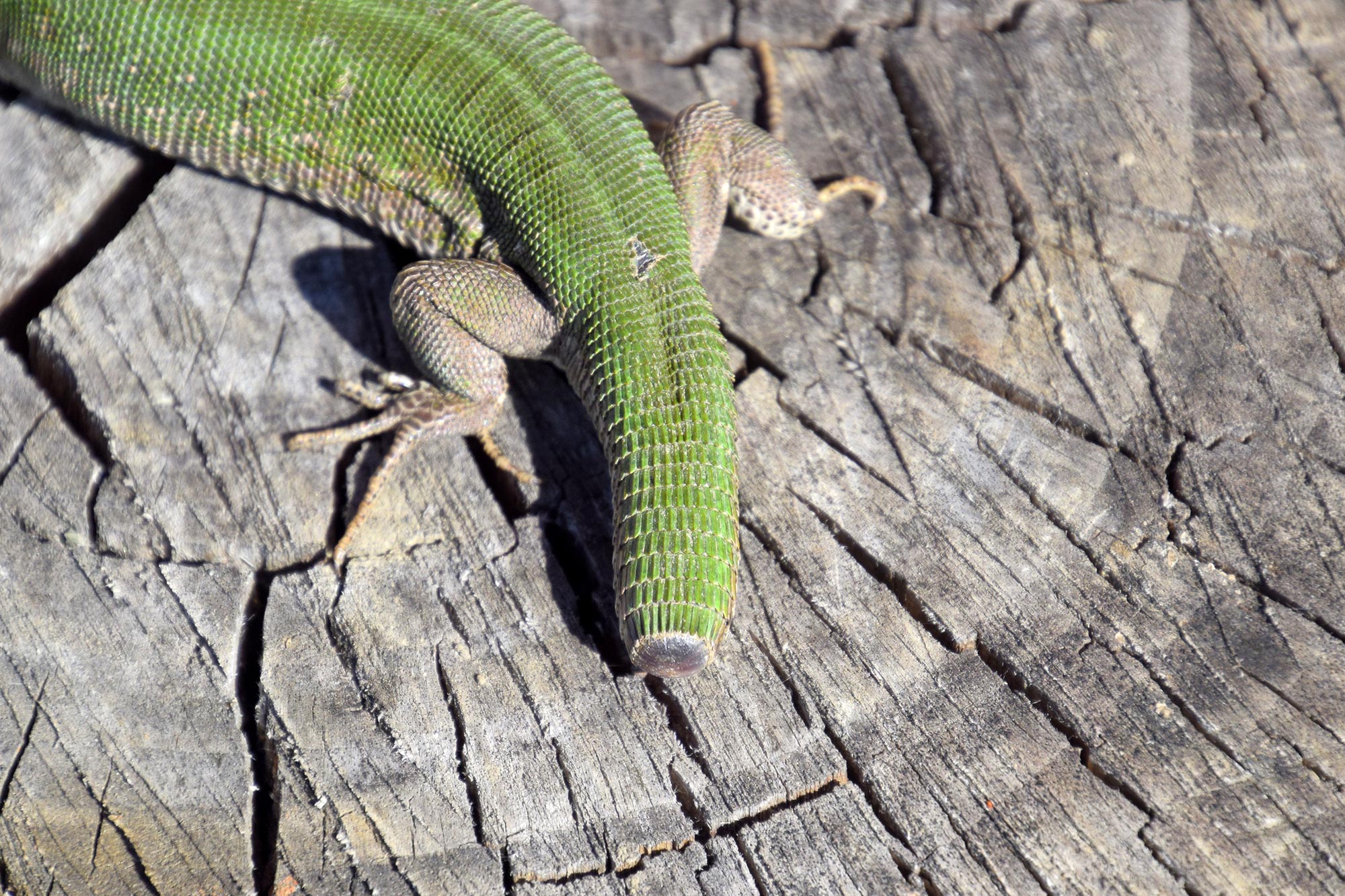 Featured image for "Revealing the Lizard's Regenerative Power: A Potential Solution for Arthritis"