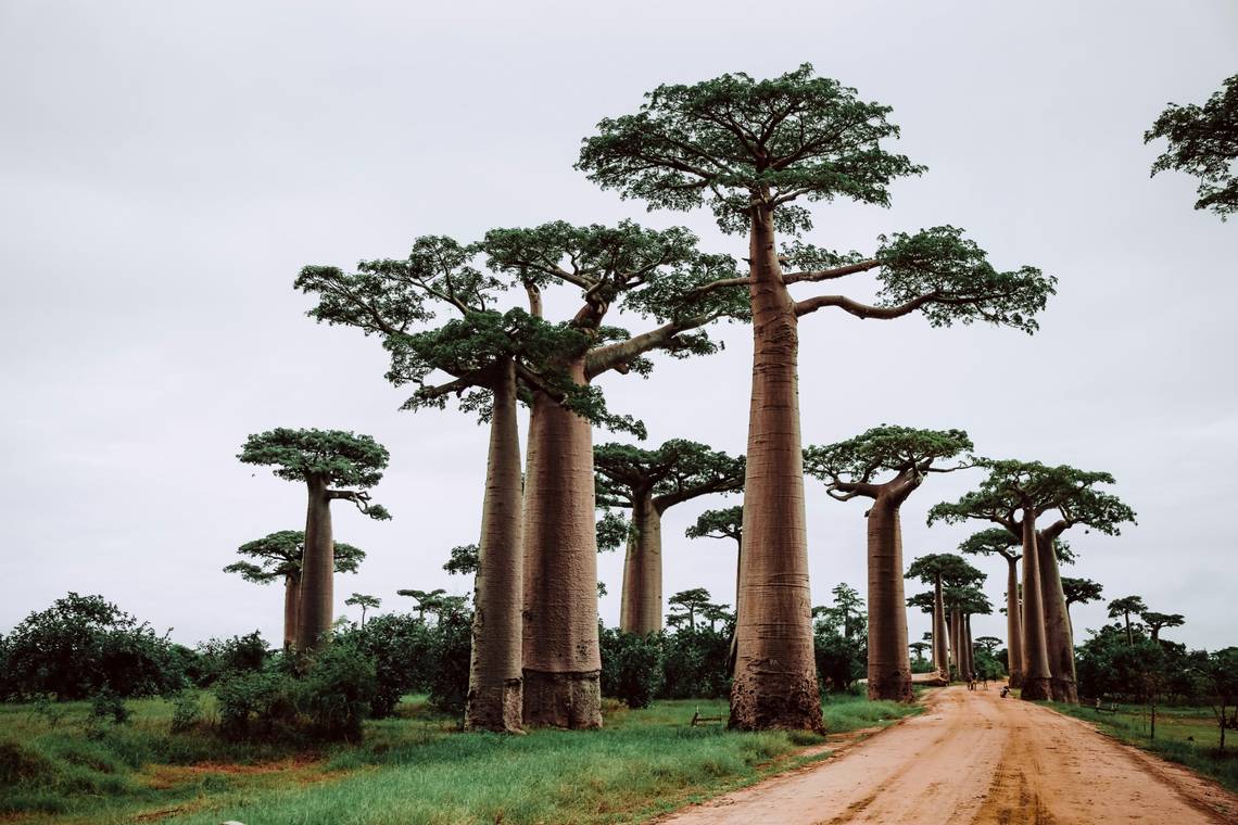 "New Nocturnal Bushy-Tailed Species Caught in Madagascar Trap"