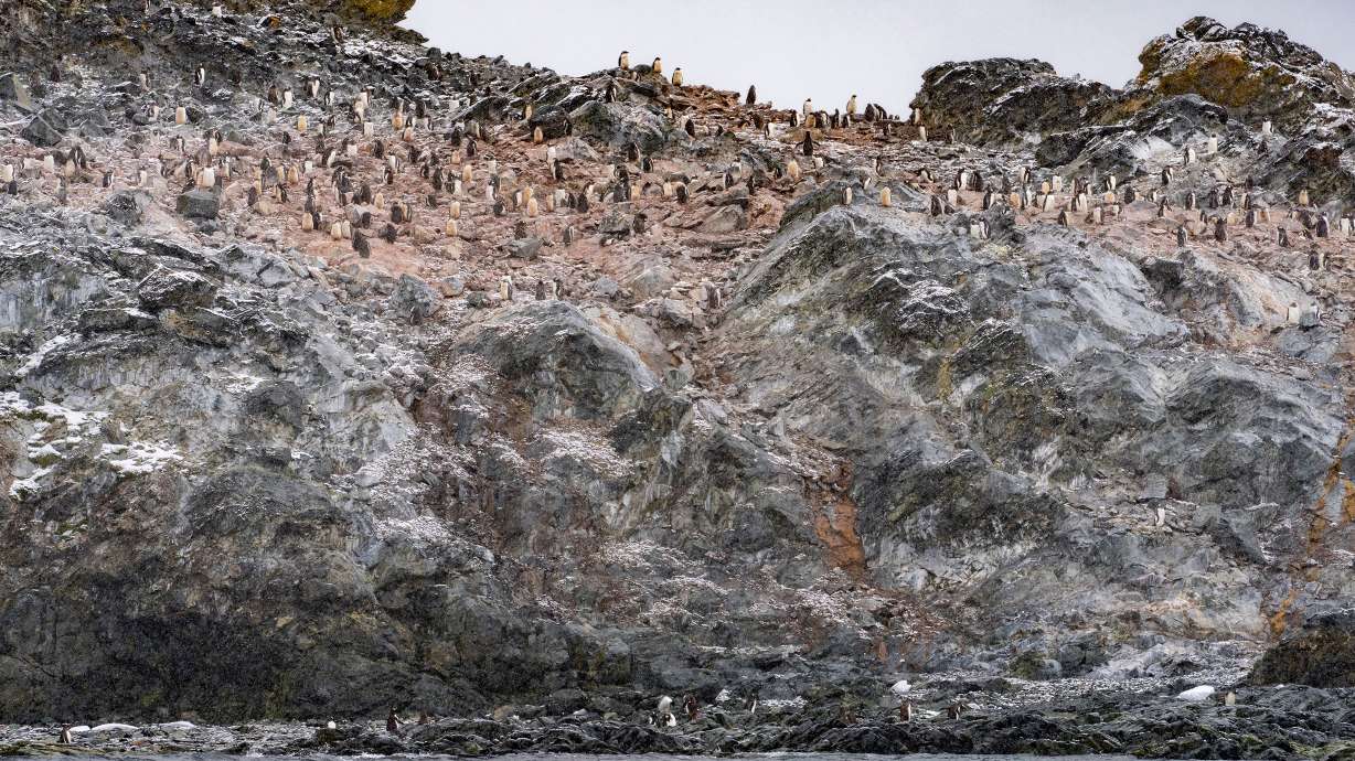 Adapting Penguins: Coping with Record Low Sea Ice in Antarctica.