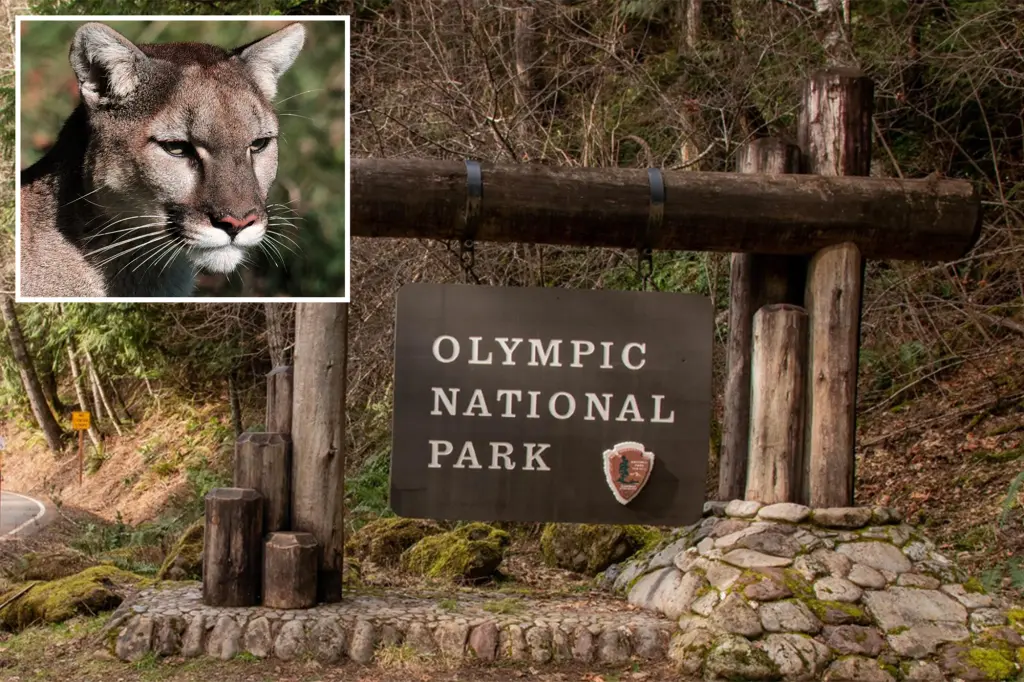 Featured image for Brave Mom Saves 8-Year-Old Boy from Cougar Attack at Olympic National Park