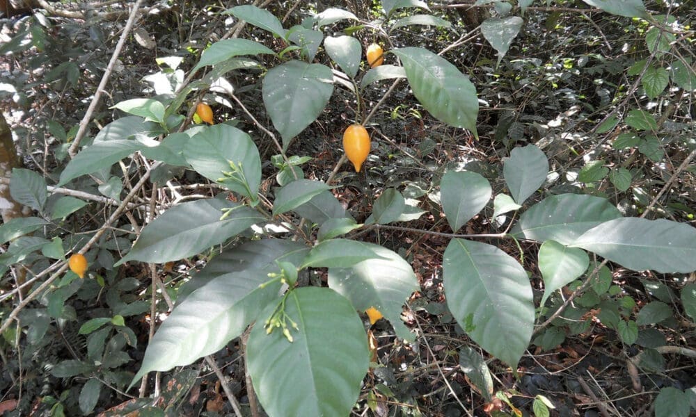 Featured image for "Stanford Study: Ibogaine's Dramatic Impact on PTSD and Depression in Military Veterans"