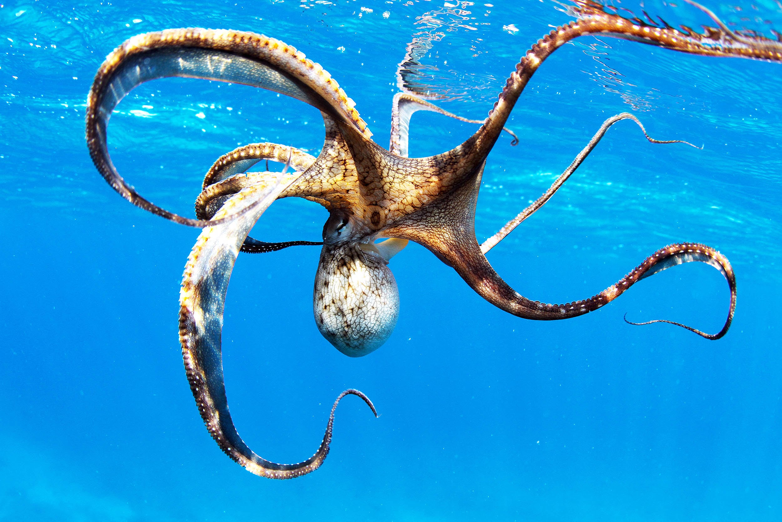 Featured image for Octopus Arms: Nature's Most Flexible and Complex Structures