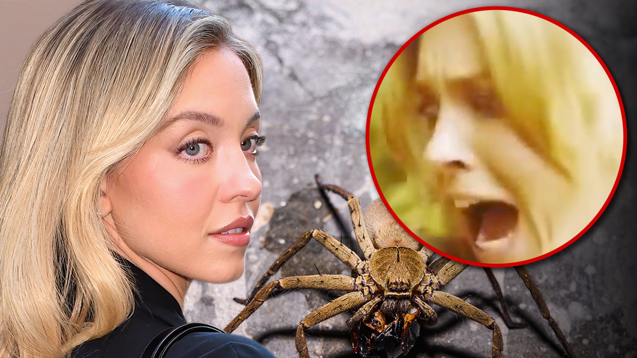 Featured image for Sydney Sweeney's Terrifying Encounter with a Huntsman Spider Caught on Camera