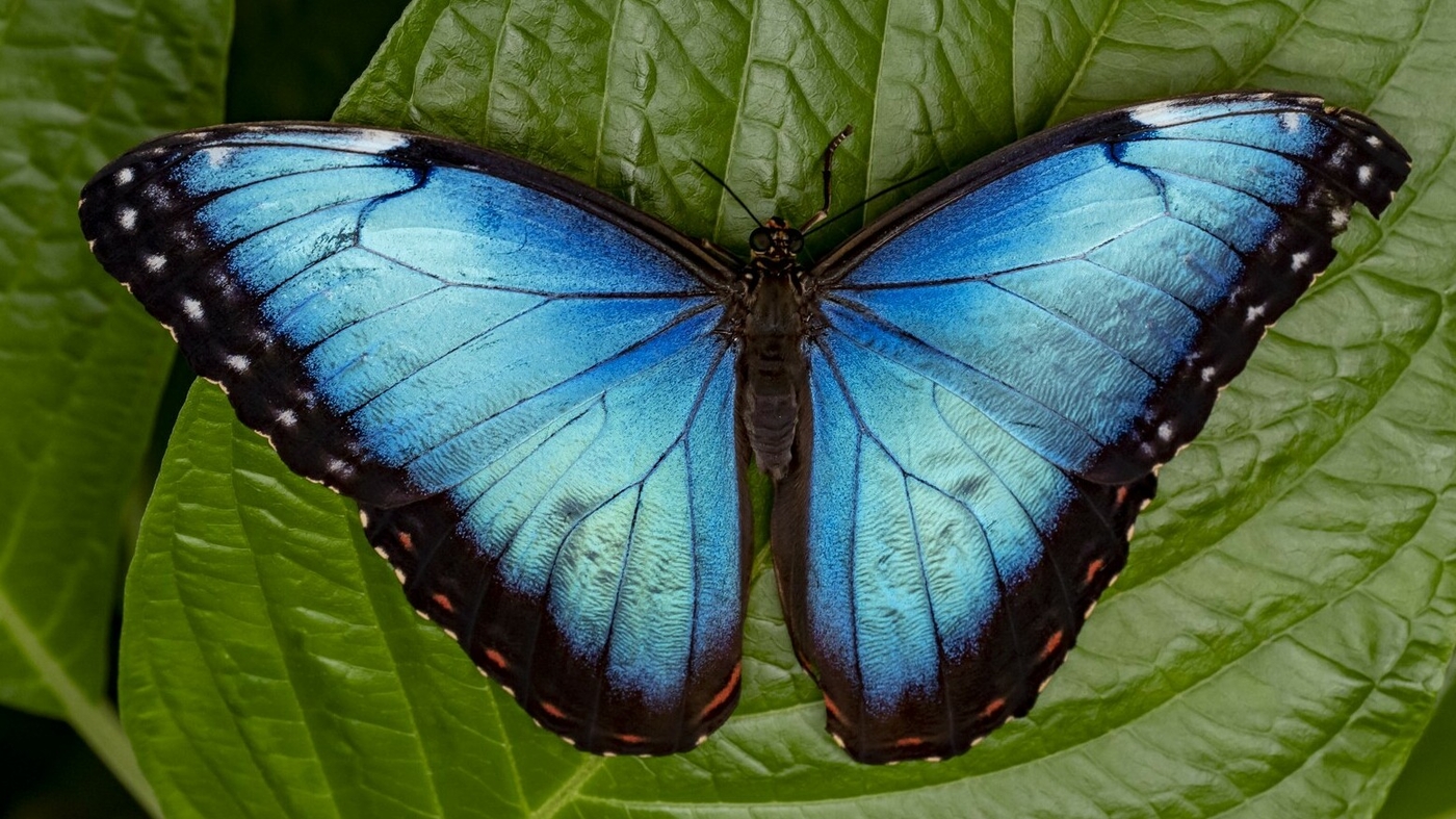 Featured image for The Evolutionary Origins of Butterflies Unveiled in New Study.