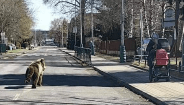 "Slovak City on High Alert After Series of Bear Attacks"