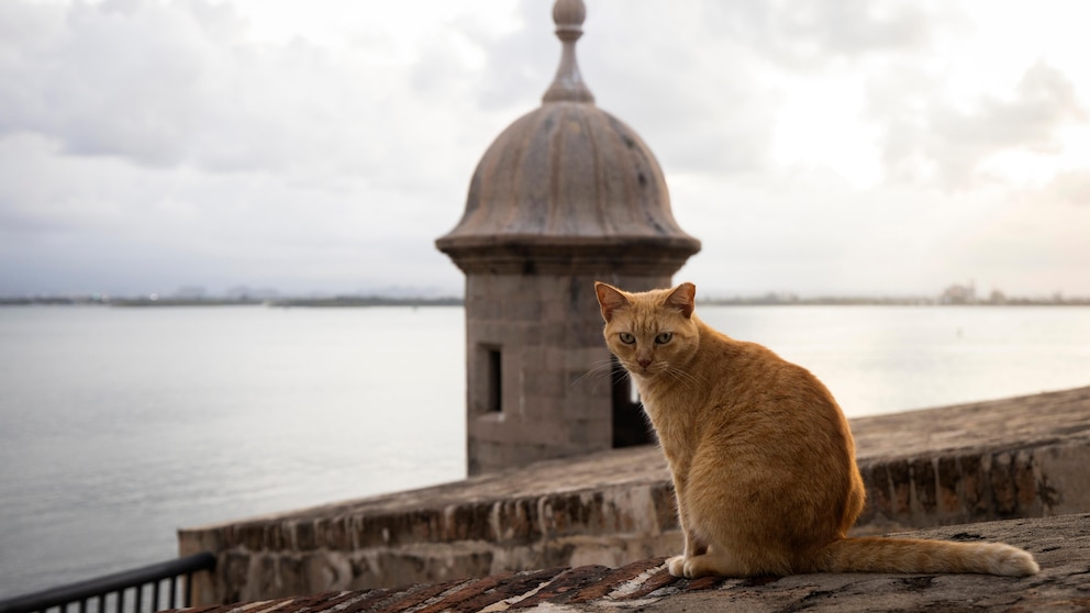 Featured image for Famous stray cats of Puerto Rico's historic fortress face removal