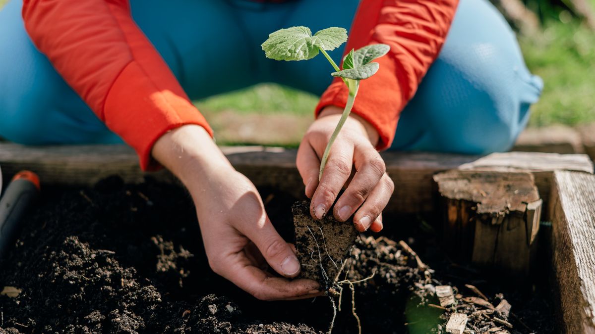 Woman Defies Odds, Survives Deadly Infections from Gardening and Pet Cat