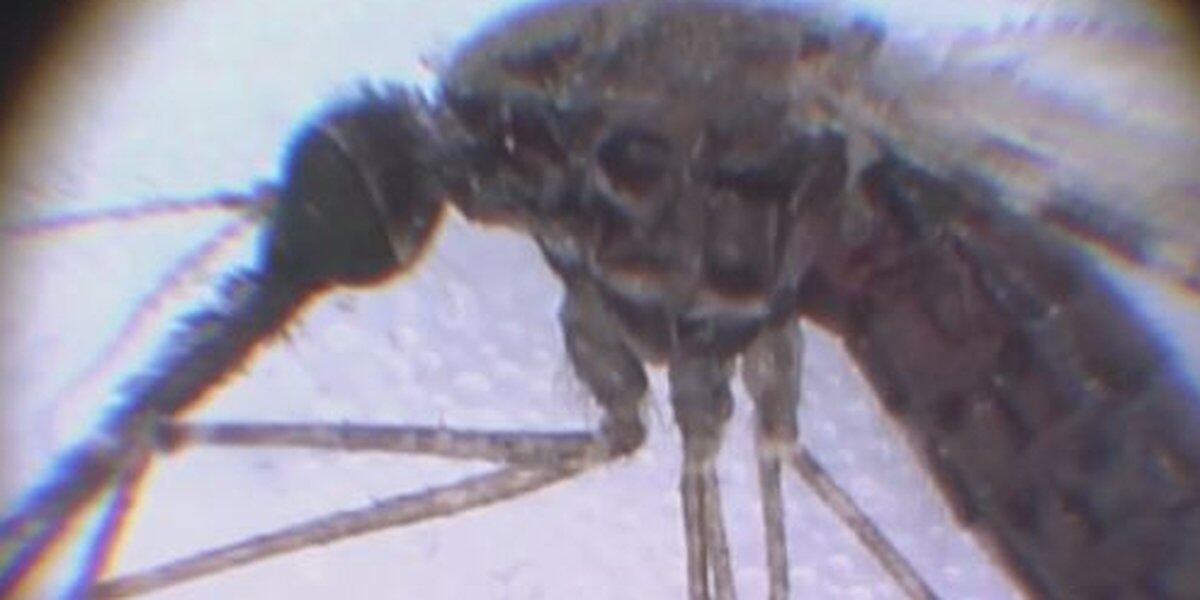 Mosquito Spraying Postponed in Fargo, West Fargo, Dilworth, and Watertown