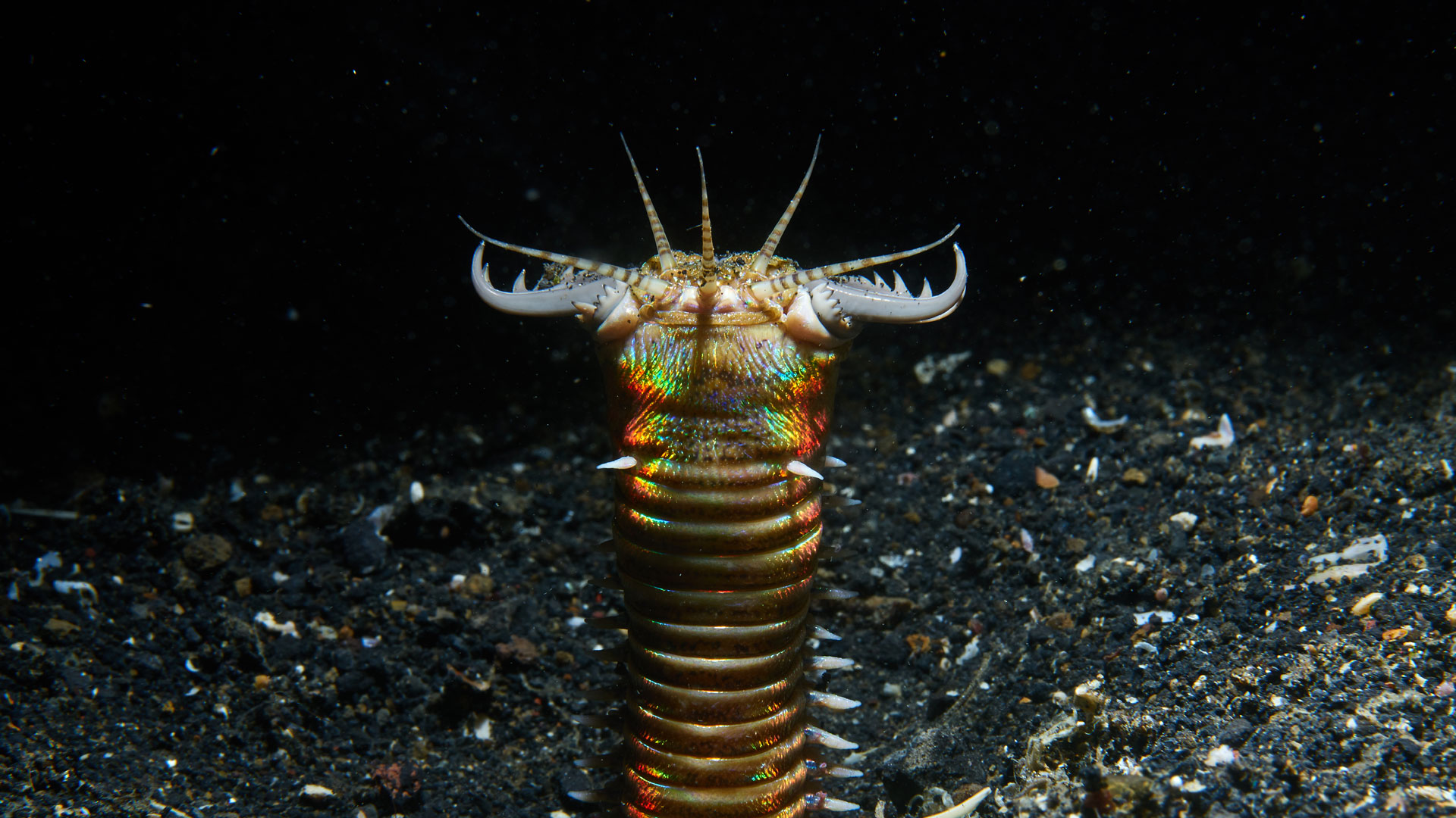 Featured image for "Deadly 'Sand Striker': The Terrifying Predator with Retractable Razor-Jaws and Toxic Lunge"