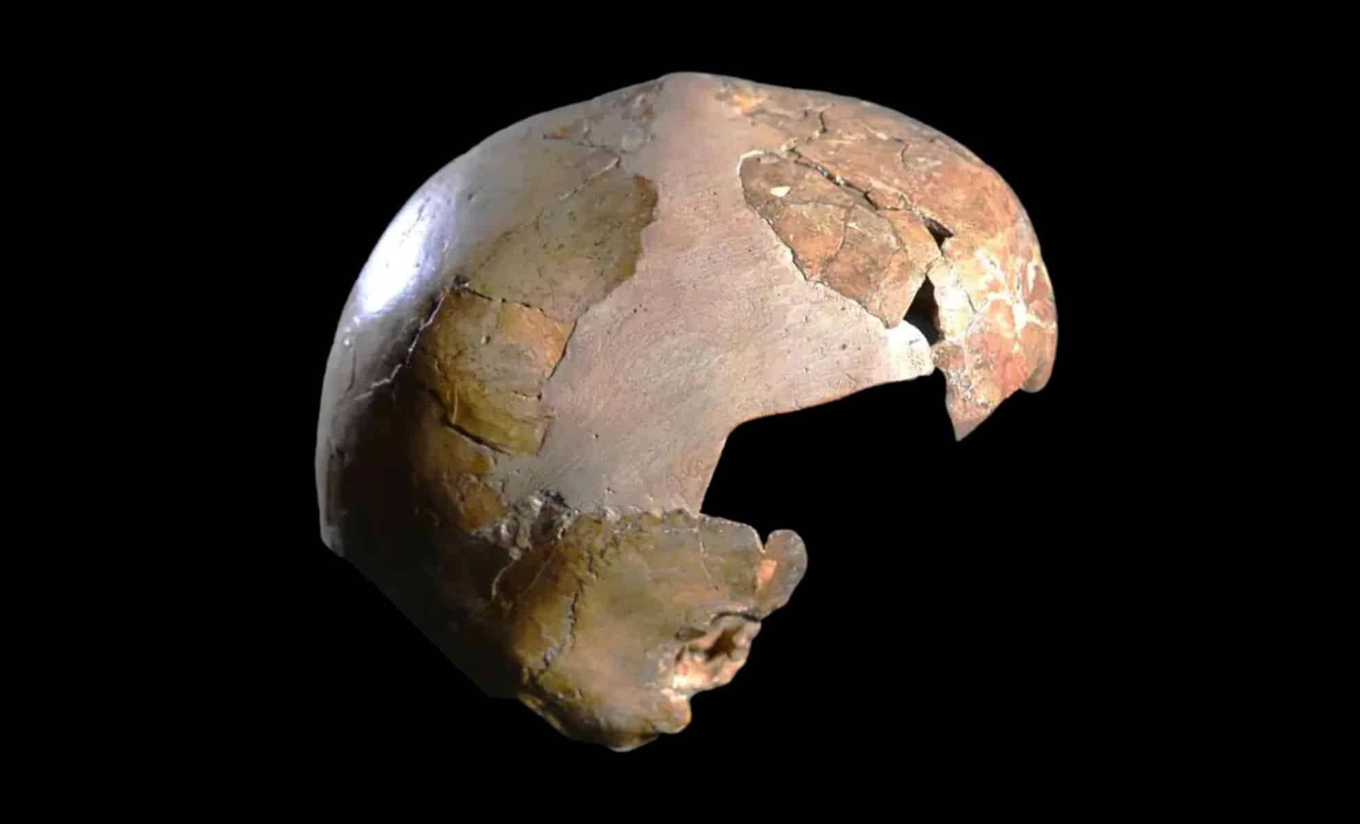 Featured image for Ancient Child's Skull Sparks Debate Over Human-Neanderthal Hybrid Origins